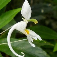 Impatiens cornigera Arn.